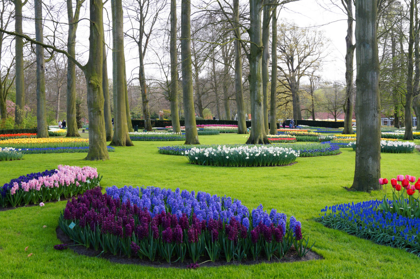 Keukenhof park experience